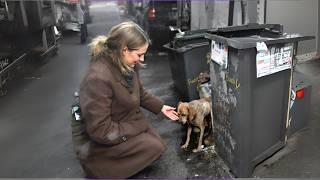 She Found a Starving Dog Digging Through Trash—Then Fate Intervened in the Most Unbelievable Way…