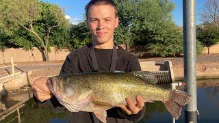 Arizona Canal Fishing With LIVE BAIT for 5 POUNDERS