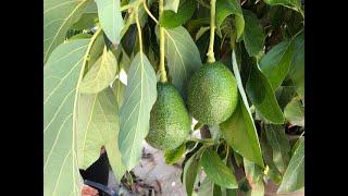 Looking for Avocados. Making a Pit stop... we're visiting Atkins Nursery