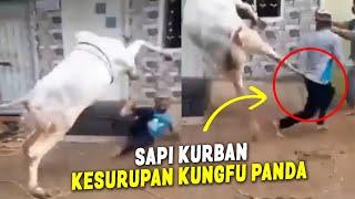 NGAKAK BANGET !!  VIDEO LUCU SAPI KURBAN NG4MUK DAN LEPAS SAAT  IDUL ADHA 2024