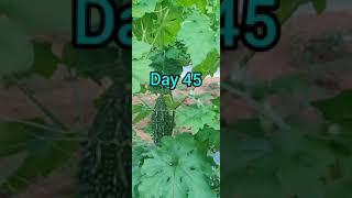 Bitter gourd cultivation from Day 1 to Harvest | Bitter gourd Trellissing technique with fishing net