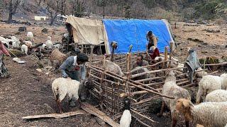 Sheep Farmer Life In Top Of The Mountain ||Shepherd Life In Winter || Rainy Days Lifestyle.