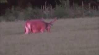 Rotwild bejagung. Die Sommerjagd auf Schmalspießer und Schmaltiere.