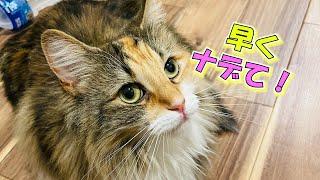 【早く撫でてよ！】どこまでもストーカーしてくる猫が可愛すぎてむしろご褒美な件