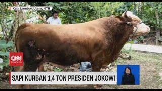 Sapi Kurban 1,4 Ton Presiden Jokowi