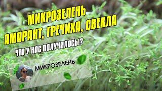 МИКРОЗЕЛЕНЬ ДОМА БИЗНЕС ВЫРАЩИВАНИЕ | МИКРОЗЕЛЕНЬ АМАРАНТ | МИКРОЗЕЛЕНЬ ГРЕЧКА | МИКРОЗЕЛЕНЬ СВЕКЛА