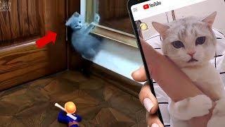 Kitten afraid of Toy Soldier - 귀여운 새끼 고양이 비디오  Cute Cat Compilation 2018