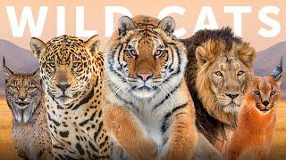 All 40 Species of Wild Cat (Organised by Lineage)