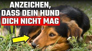 10 Anzeichen dafür, dass dein Hund dich nicht liebt (auch wenn du denkst, dass er es tut)