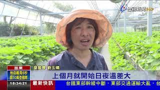 草莓控快來!大湖草莓盛產 遊客讚甜美多汁