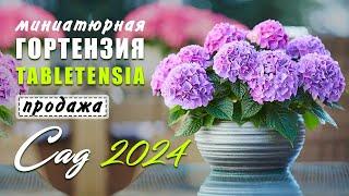 Гортензия Tabletensia, миниатюрная. Продажа саженцев