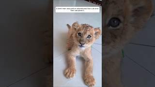 A kind man rescued an abandoned lion cub and then adopted it #animalshorts #shortvideo #lion