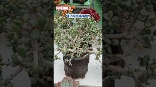 #전원다육 #이에르메스다육 #임영웅 #모래알갱이
