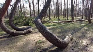 Crooked Forest in Poland, ਪੋਲੈਂਡ ਵਿੱਚ ਟੇਢੇ ਰੁੱਖ, पोलैंड में कुटिल पेड़ #djipocket2