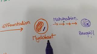 AML(PART 1)- DEF, PATHOLOGY, FAB CLASSIFICATION