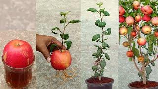 Grow apple tree from apple at home  -  very unique skill