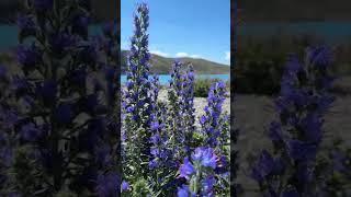 Was ist eure Lieblingsblume?  #neuseeland #reisen #urlaub #blumen #natur #reisevlog #shorts