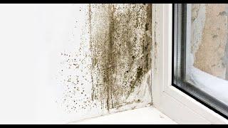 The Root Cause and Effect of Black Mould Indoors | Vortice - Interview