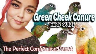 Green Cheek Conure Care | A Complete Guide