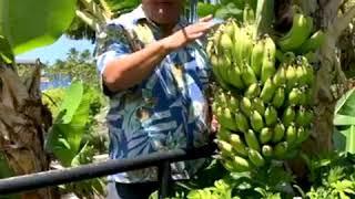 Episode 2 Banana - Unique Wonders at Hilton Waikoloa Village