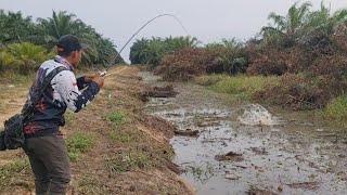 BER TAHUN² TERTUTUP RUMPUT AKGIRNYA KANAL INI DI BUKA || FULL STRIKE IKAN GABUS YANG KELAPARAN