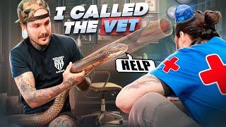KING COBRA NEEDS EMERGENCY VET VISIT!