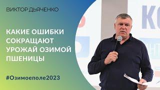 Какие ошибки сокращают урожай озимой пшеницы. Опыт семеновода Виктора Дьяченко