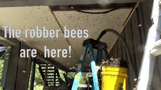 Robber bees took over our removal.