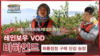 [레인보우TV] CMB 비하인드 화룡점정 구례단감농장 편