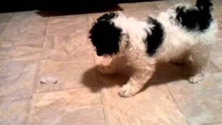 Cute puppy attacks scary ice cube