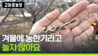 겨울은 다음 해를 준비하는 기간입니다 - 고마운 농장