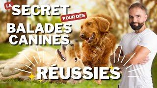 3 CONSEILS pour de meilleures balades canines !