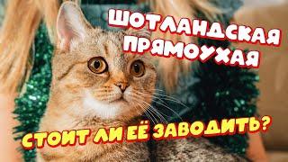 Шотландская прямоухая | Шотландская прямоухая кошка характер