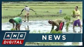 NEDA chief says lower rice prices won't happen overnight | ANC