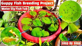 Guppy fish breeding Project in water lily fish pond || Guppies, Water lily fish Tub, Guppy Breeding