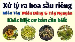 Tổng hợp các khác biệt cơ bản kỹ thuật canh tác - xử lý ra hoa sầu riêng miền Tây - Đông- Tây Nguyên