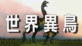 世界十大奇鳥，讓你一睹世界奇妙鳥類的絕美之姿！【樂樂視界】