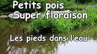 Floraison des petit pois super résultat mais inondation