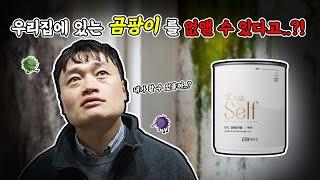 곰팡이 방지효과 10배 이상인 페인트..?! self painting #self #diy #페인트 [EP.38]