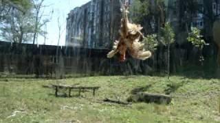 Dalian Forest Zoo - Leopard Getting Live Chicken