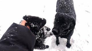 Cold -5°C, the poor puppy trembled trying to cross the busy highway to find help