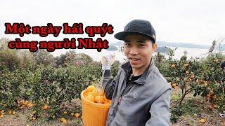 Một Ngày Hái Quýt Cùng Người Nhật|| Lao Động Nhật Bản|| HoangPhuc JP- Cuộc Sống Nhật