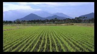 Rice-growing time-lapse--112-day growth cycle in 1 minute, 10 seconds