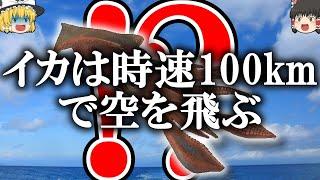 【雑学】イカはしゃべるし空も飛ぶ【ゆっくり解説】