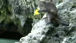 Monkey eating a banana