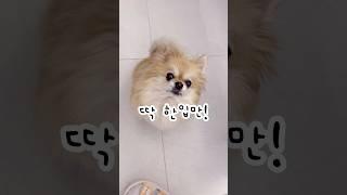 한입만 달라고 부탁하는 강아지 #chihuahua #장모치와와 #로미