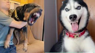 Angry - Funny Dogs & Cats That Will Make You Laugh