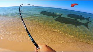 Fishing the Beach When 3 GIANTS Swam By! **BIGGEST EVER**