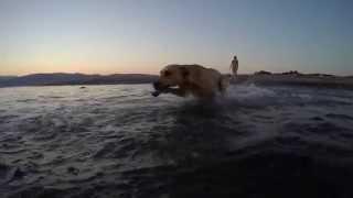 GoPro Hero 4 Black slow motion dog at the beach