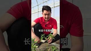 辣椒整枝打岔，辣椒结的多，学会这一招，种辣椒不用愁辣椒种植 辣椒打岔 农业种植